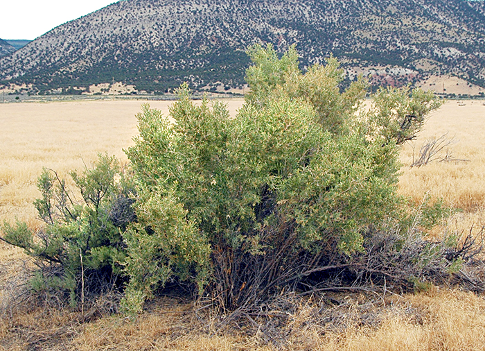 Greasewood, Sarcobatus vermiculatus