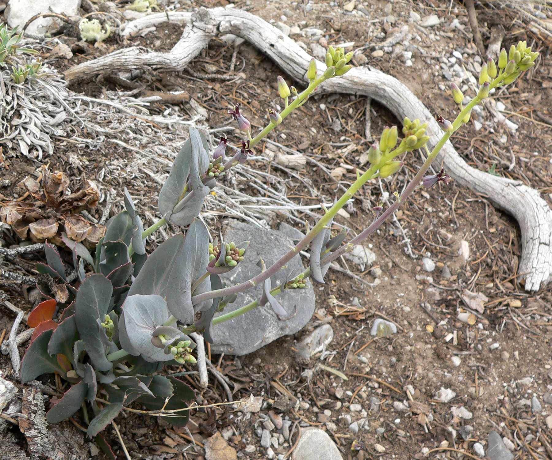 Heartleaf Twistflower, Streptanthus cordatus
