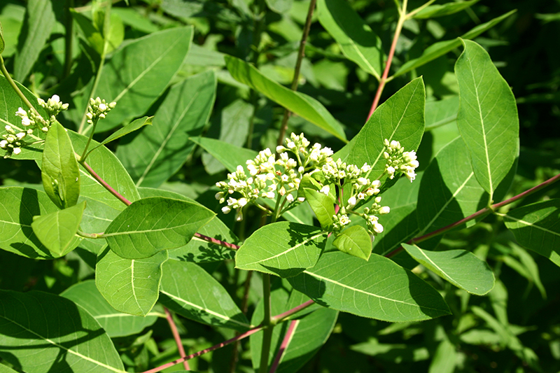 Indian Hemp, Apocynum cannabinum