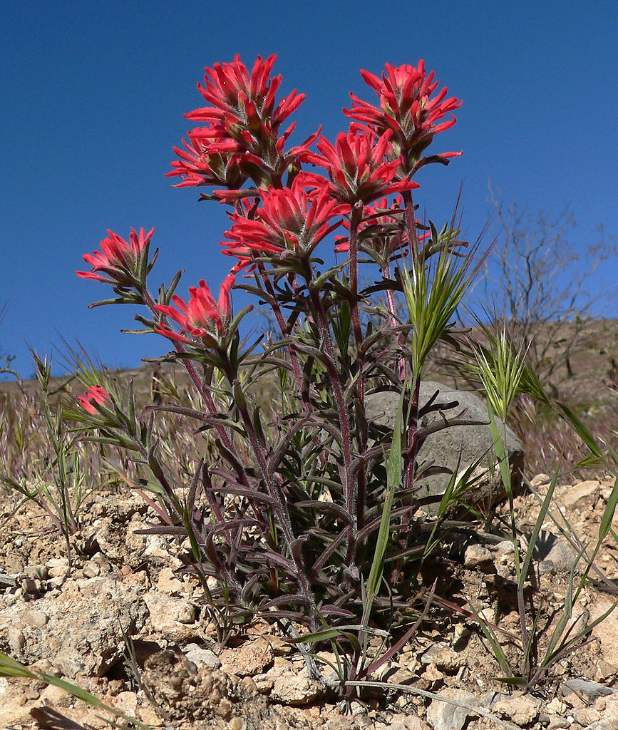 Indian Paintbrush, Castilleja angustifolia