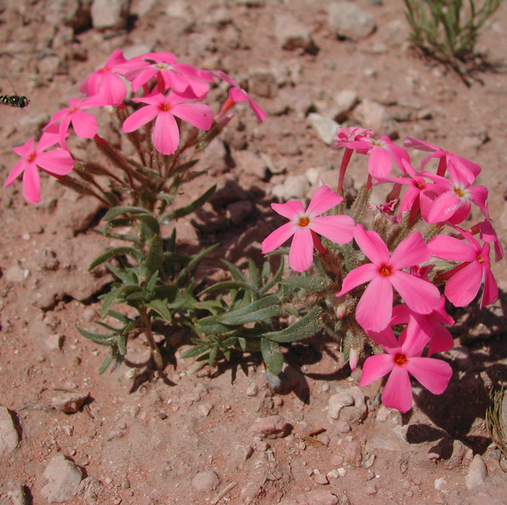 Longleaf Phlox, Phlox longifolia