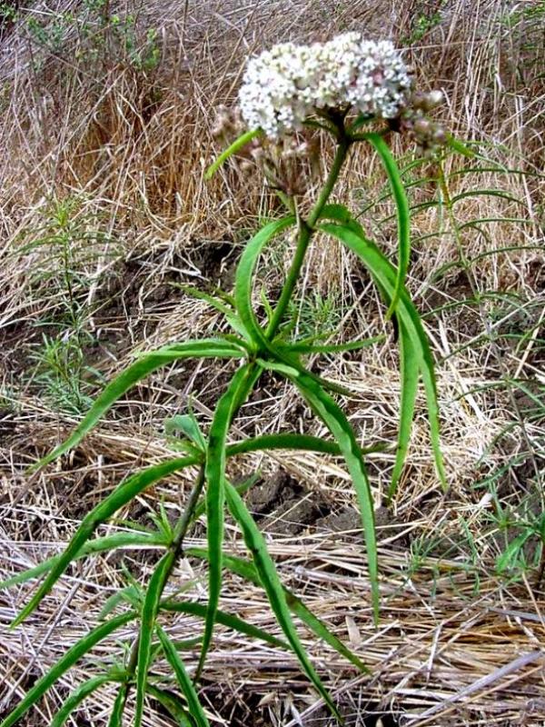 Mexican Whorled Milkweed, Asclepias fuscicularis