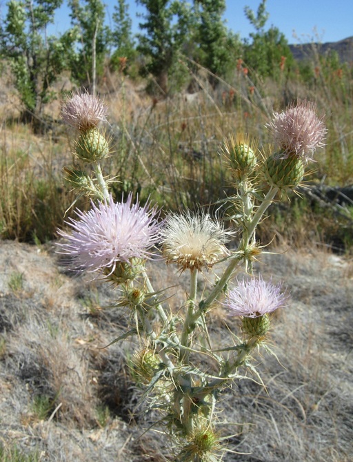 Mojave Thistle, Cirsium mohavense