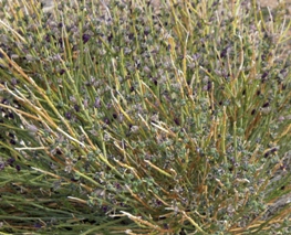 Green Mormon Tea, Ephedra viridis
