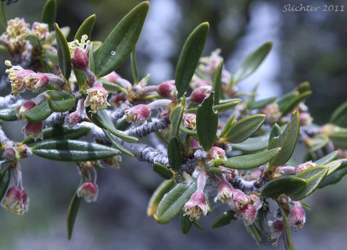 Gambel's Oak, Quercus gambelii