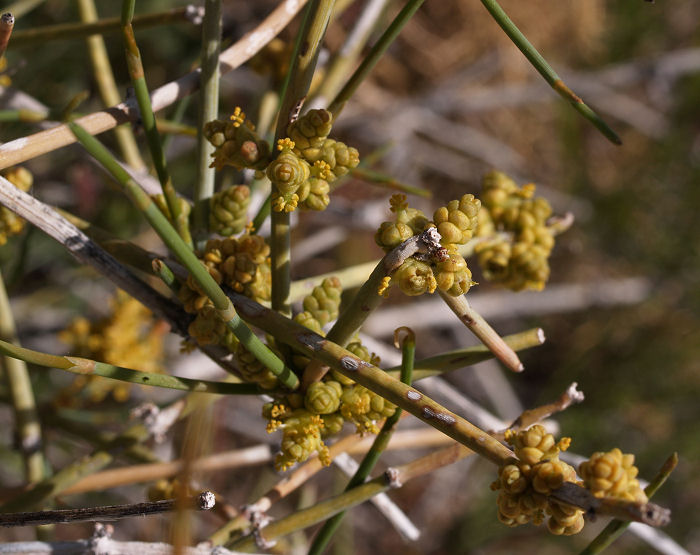 Nevada Jointfir, Ephedra nevadensis