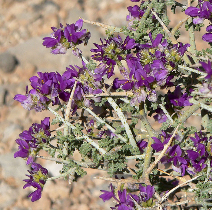 Nevada Smokebush, Psorothamnus polydenius