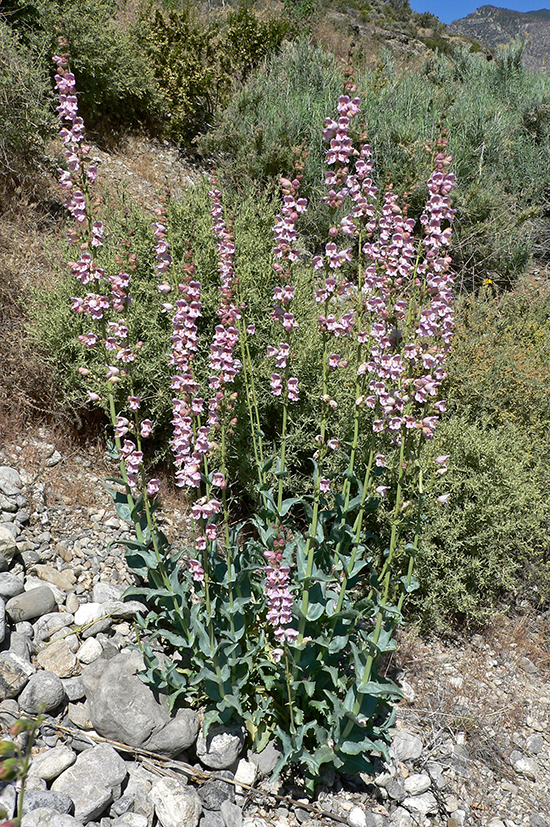 Palmer's Penstemon, Penstemon palmeri