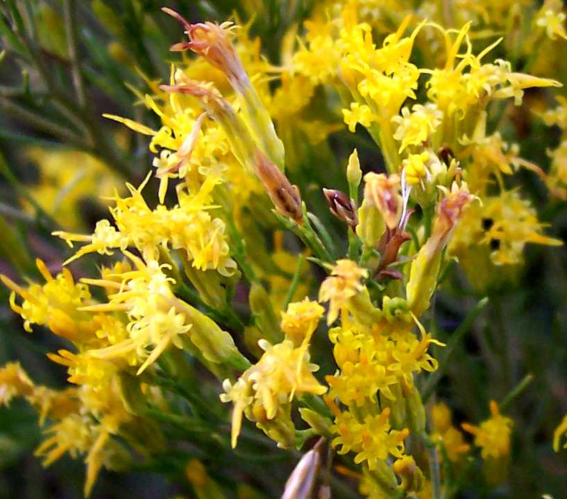 Rubber Rabbitbrush, Ericameria nauseosa