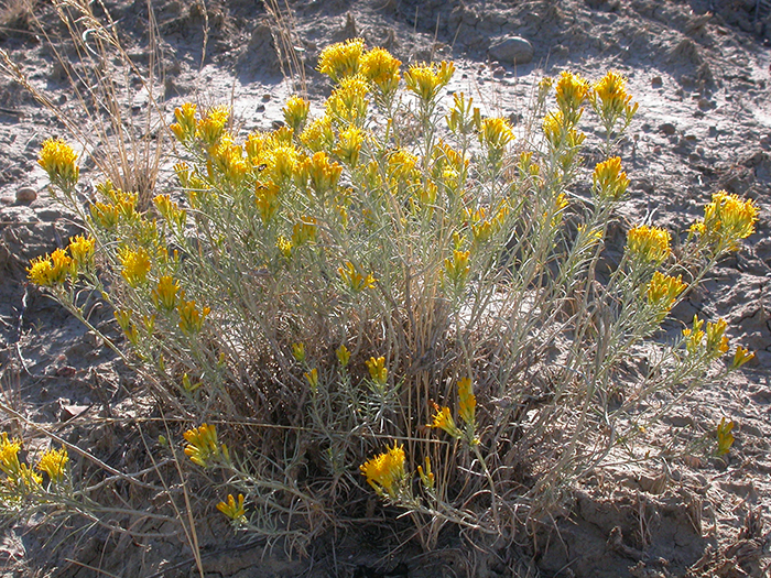 Rubber Rabbitbrush, Ericameria nauseosa