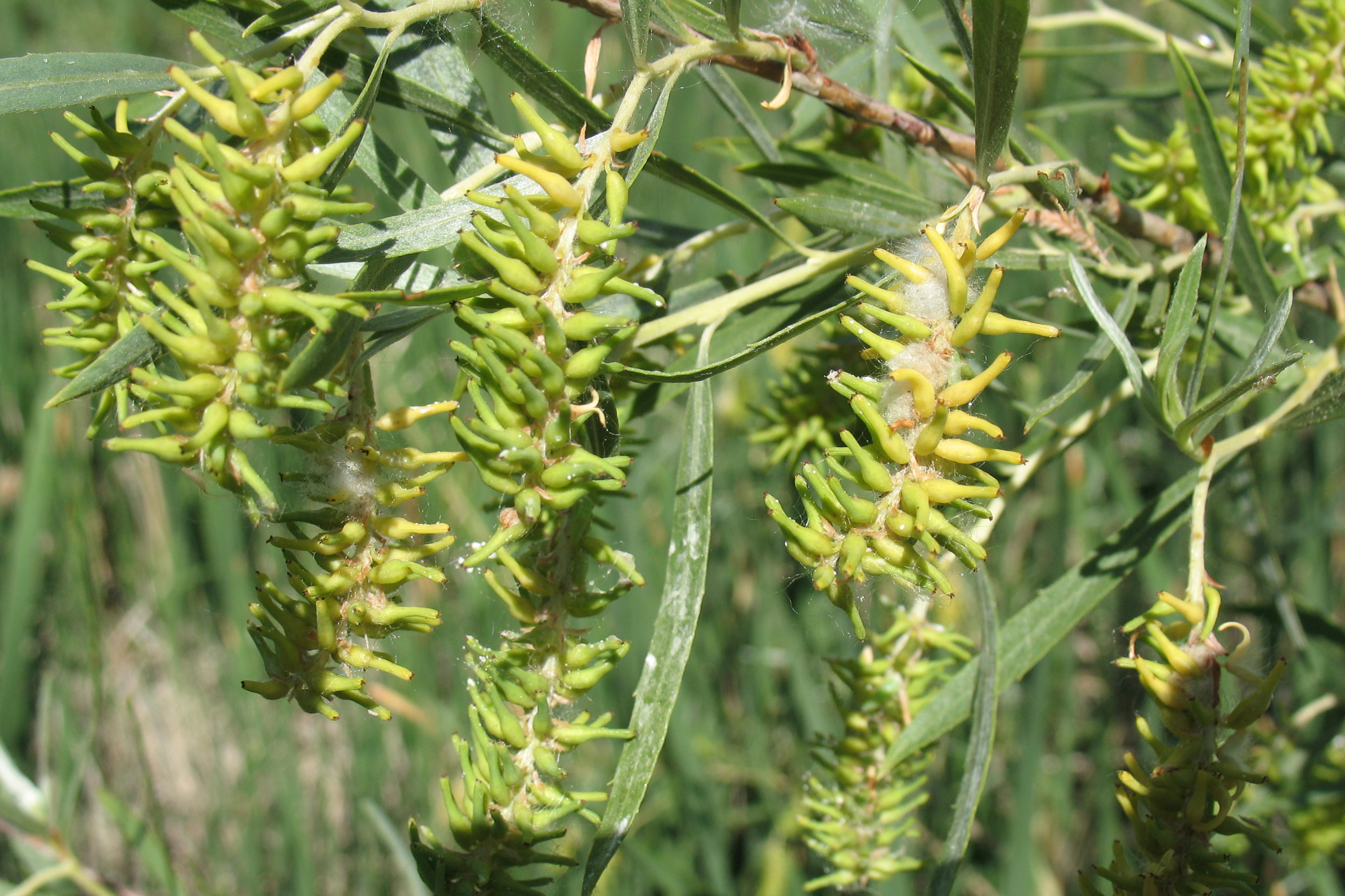 Sandbar Willow, Salix exigua
