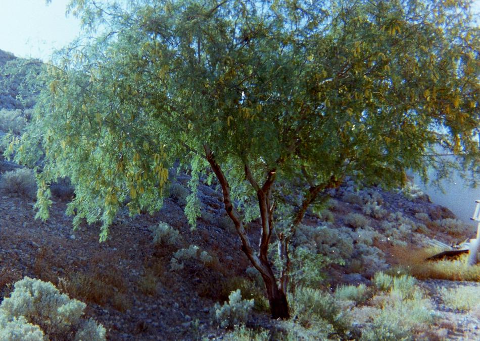 Screwbean Mesquite, Prosopis pubescens