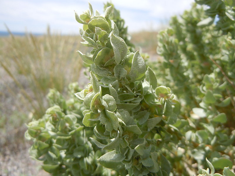 Shadscale, Atriplex confertifolia