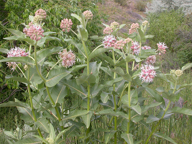 Showy Milkweed, Asclepias speciosa