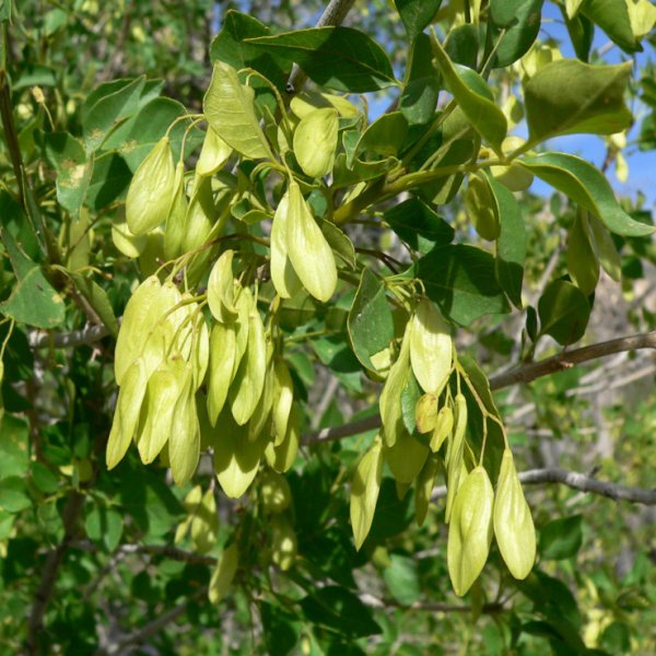 Singleleaf Ash, Fraxinus anomala
