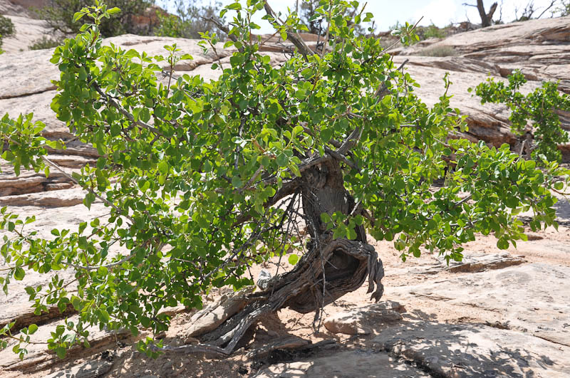 Singleleaf Ash, Fraxinus anomala