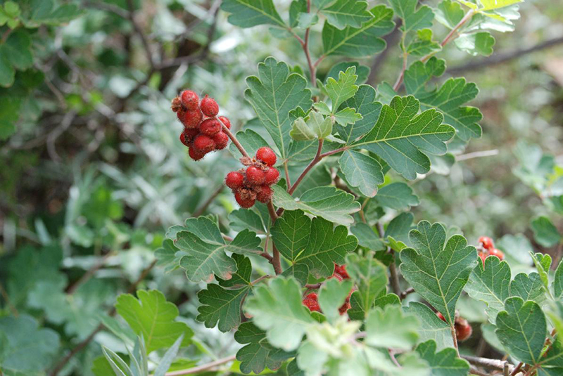 Skunkbush Sumac, Rhus trilobata