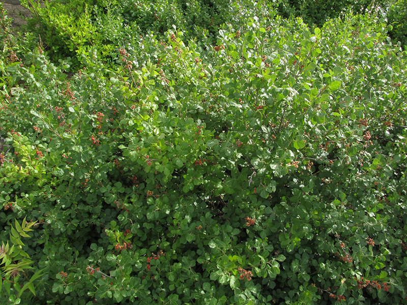 Skunkbush Sumac, Rhus trilobata