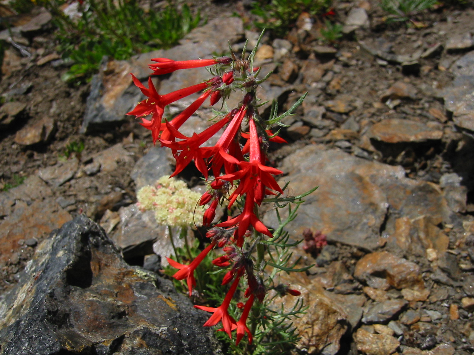 Skyrocket Gilia, Ipomopsis aggregata