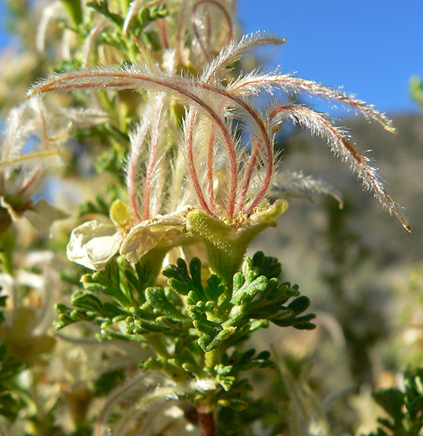 Stansbury Cliffrose, Purshia stansburiana