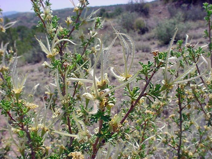Stansbury Cliffrose, Purshia stansburiana