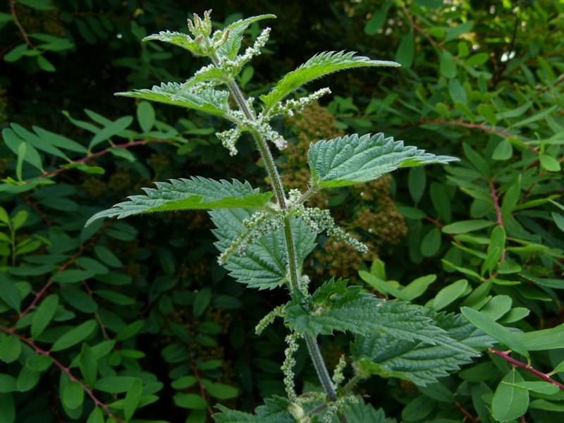Stinging Nettle, Urtica dioica
