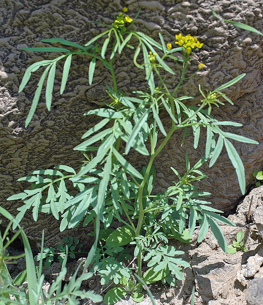 Tansy Mustard, Descurainia pinnata