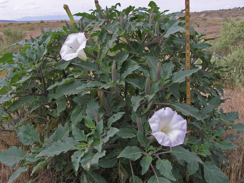 Thornapple , Datura wrightii