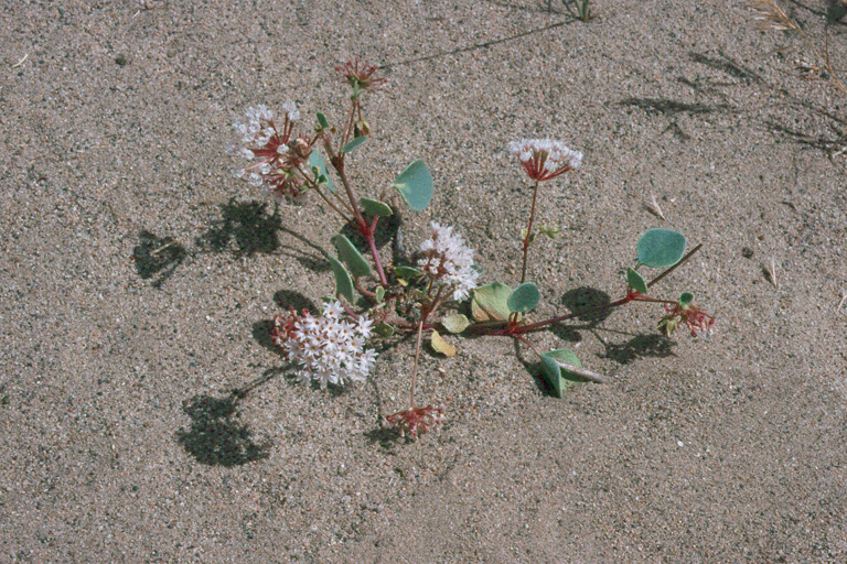 Transmontane Sand Verbena, Abronia turbinata