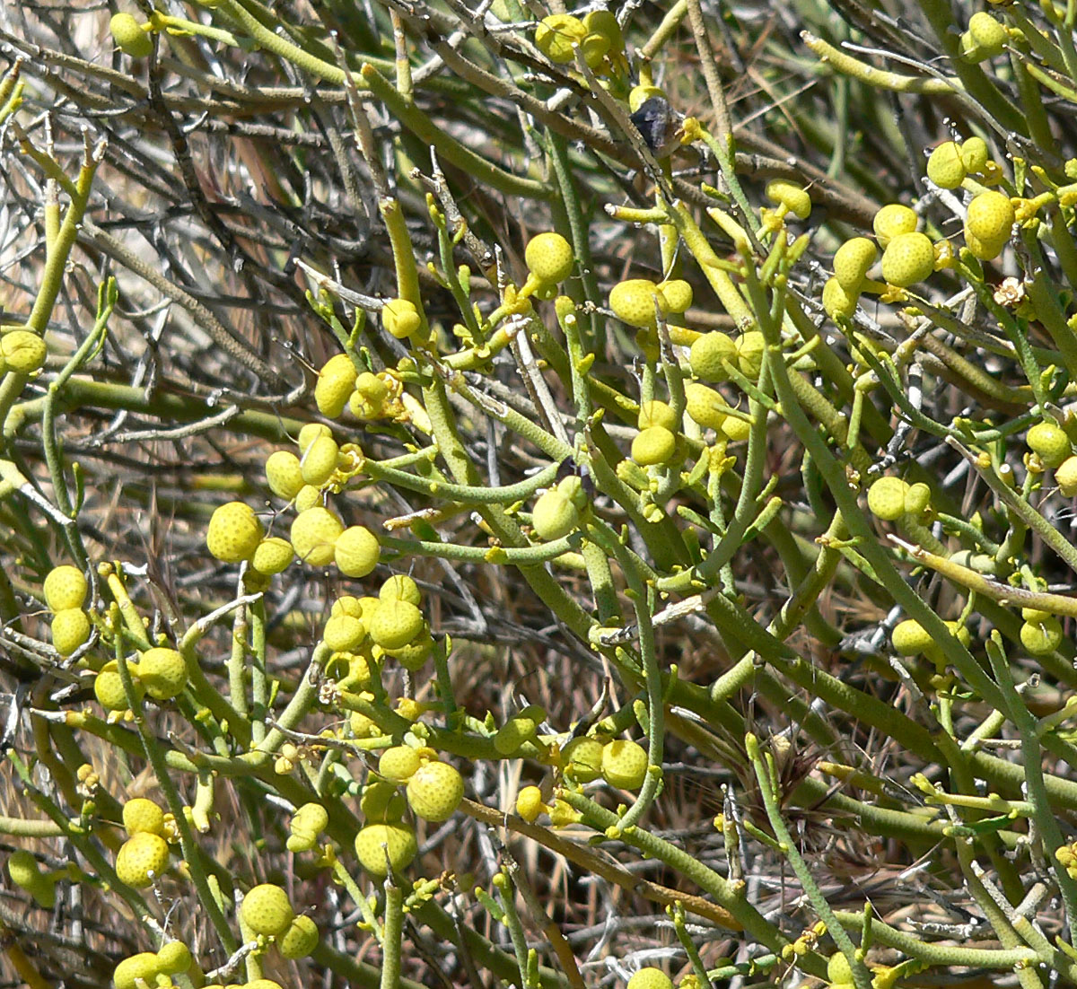 Turpentine Broom, Thamnosma montana