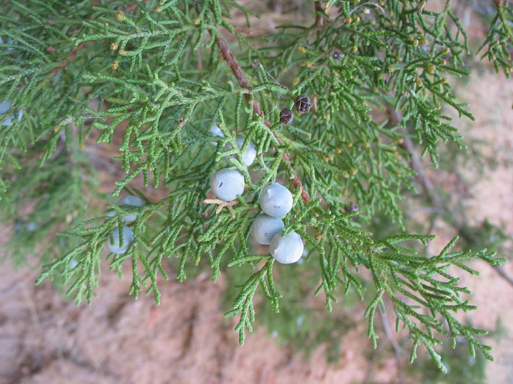 Utah Juniper, Juniperus osteosperma