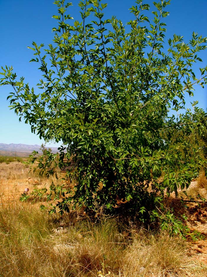 Velvet Ash, Fraxinus velutina