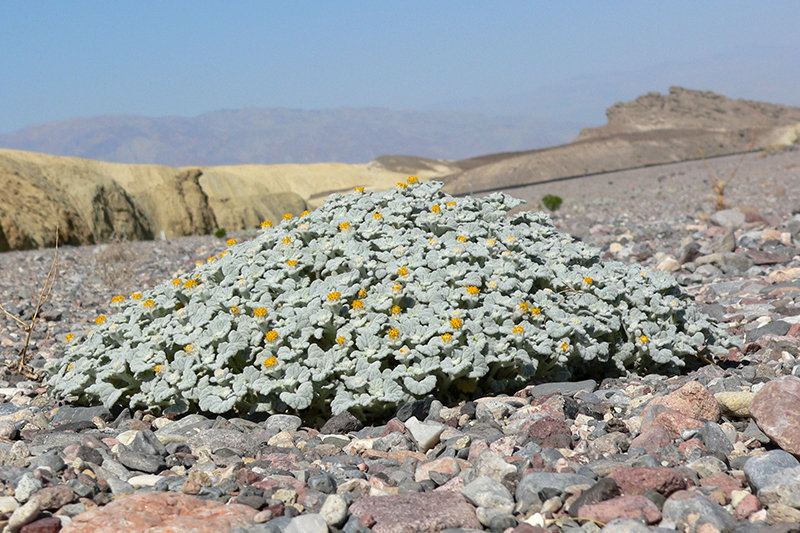 Velvet Turtleback, Psathyrotes ramosissima