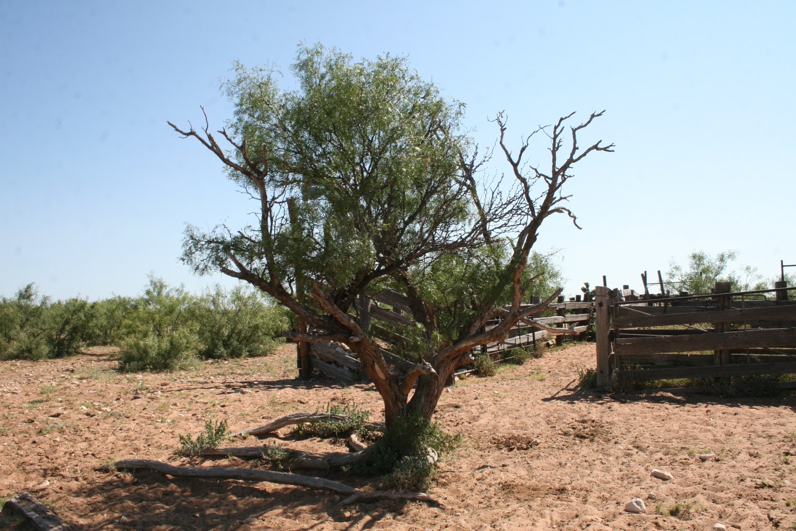 Western Honey Mesquite, Prosopis Glandulosa