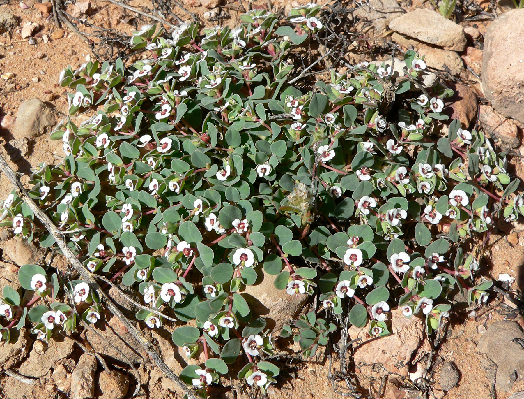 Whitemargin Sandmat, Chamaesyce albomarginata