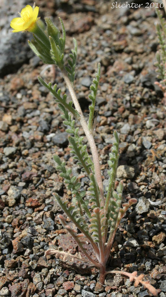 Whitestem Blazingstar, Mentzelia albicaulis