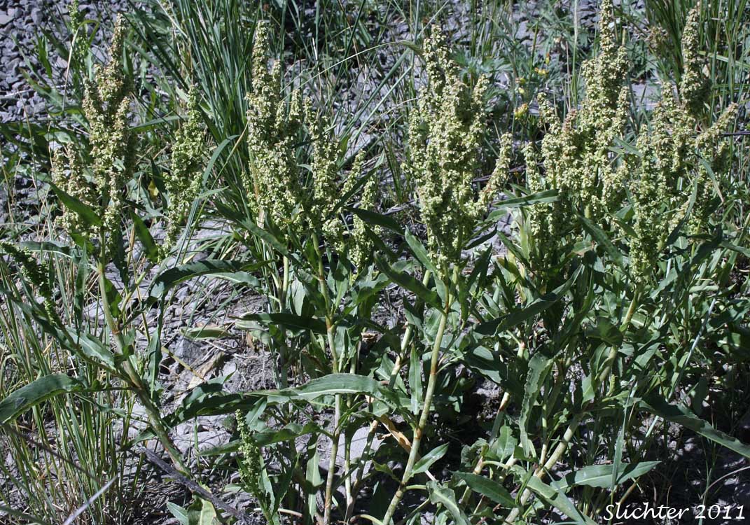 Willow Dock, Rumex salicifolius