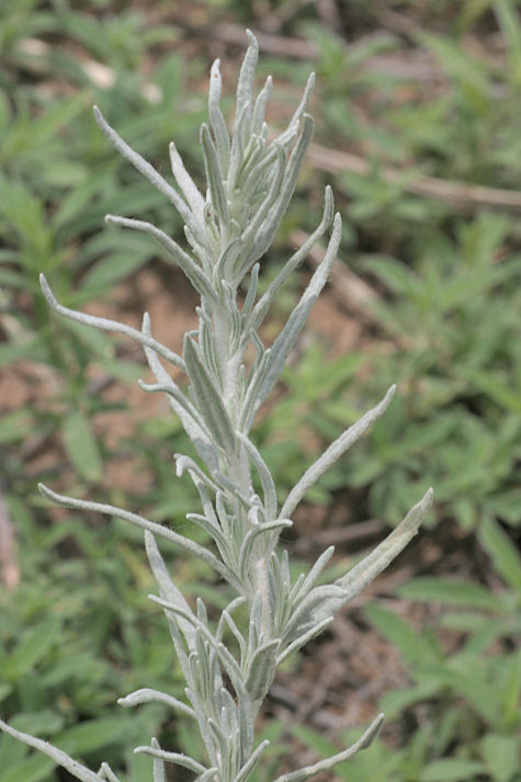 Winterfat, Ceratoides lanata
