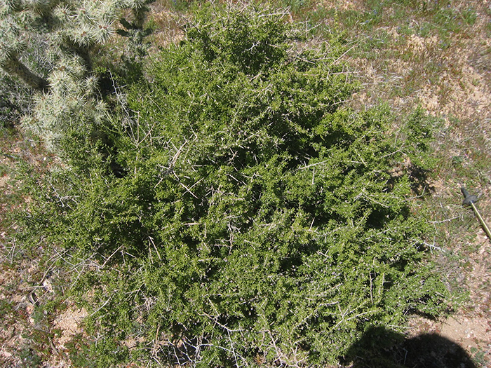 Anderson's Wolfberry, Lycium andersonii
