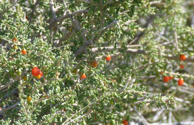 Anderson's Wolfberry, Lycium andersonii