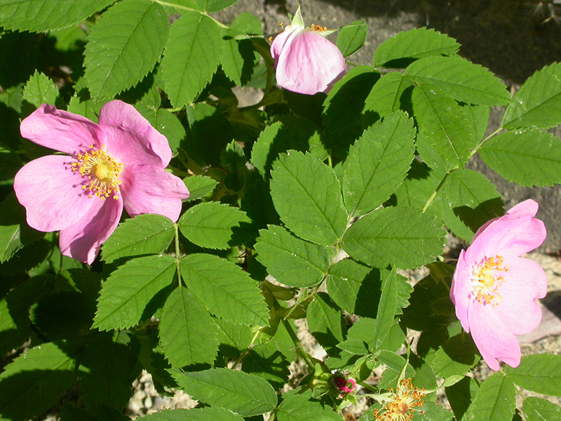 Wood's Rose, Rosa woodsii