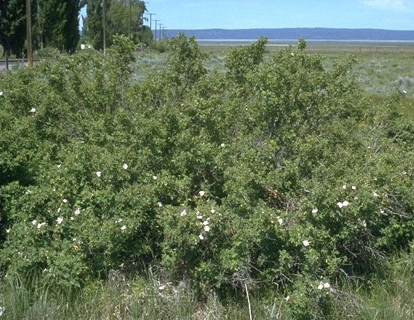 Wood's Rose, Rosa woodsii