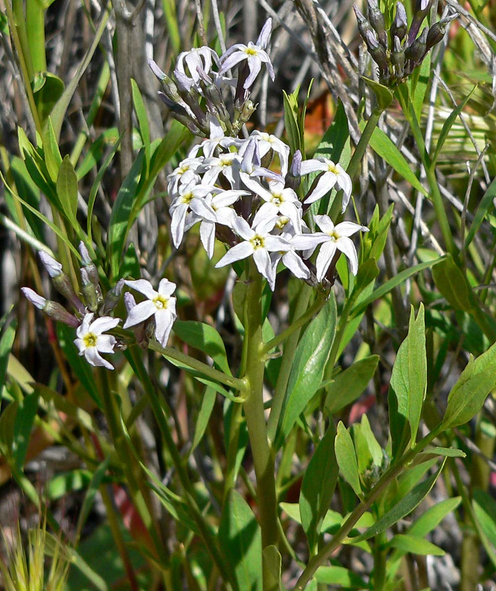 Wooly Bluestar, Amsonia tomentosa